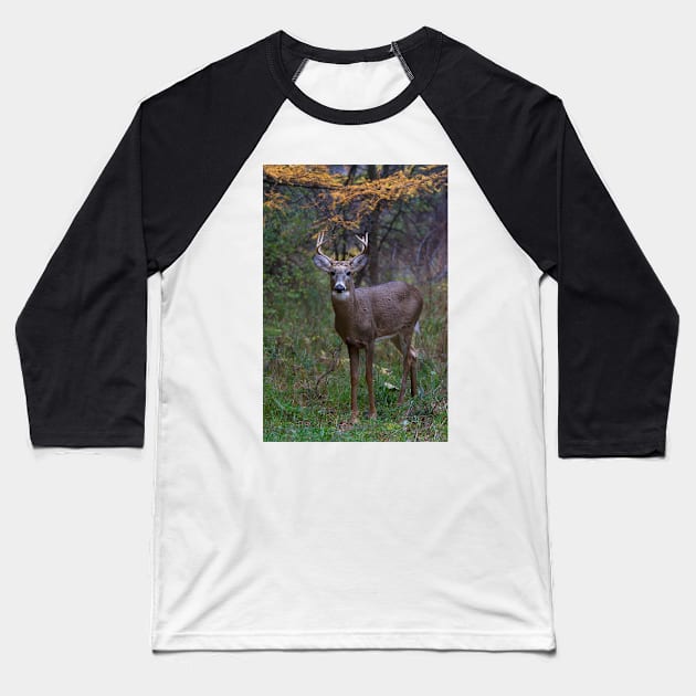 Prince II - White-tailed Buck Baseball T-Shirt by Jim Cumming